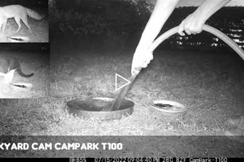 Backyard Cam: CamPark T100 4K Trail Camera Video July 15-16, 2022
