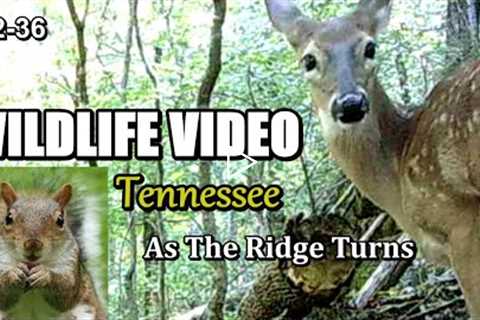 Narrated Wildlife Video 22-36 from Trail Cameras in the Tennessee Foothills of the Smoky Mountains