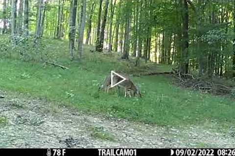 Trail Camera: Episode 2  Why Can't We Be Friends?