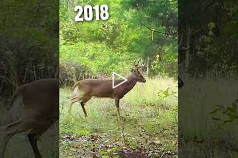 This buck aged right in front of the trail camera! #shorts