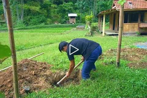 Hoe a big hole, Plant more grapes and water spinach - Green Forest life - Day 252