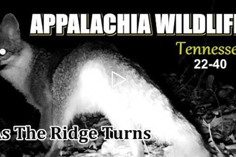 Appalachia Wildlife Video 22-40 from Trail Cameras in the Tennessee Foothills of the Smoky Mountains