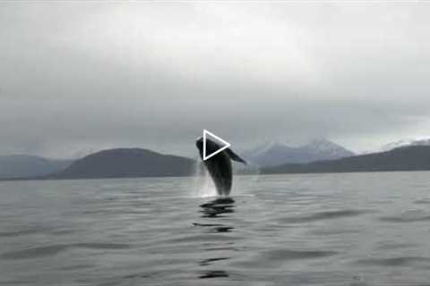 Humpback Breaching Spree! Alaskan Wildlife - Juneau, Alaska