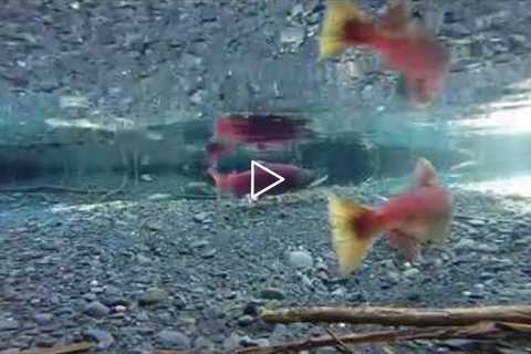 Alaskan Sockeye Salmon On There Beds