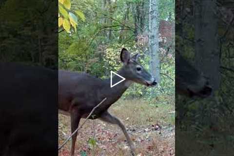 Trail Camera: Deer Spots Camera!!!
