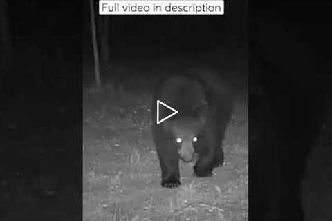 Trail camera - black bear