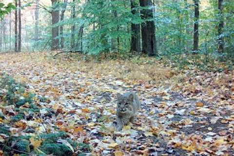 Trail Camera: Sneaky Bobcat And More!!!