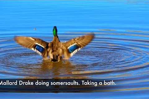 Mallard Drake doing somersaults. Taking a bath.