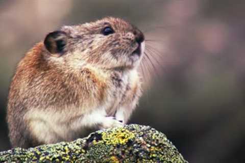 How the Collared Pika Prepares For Winter | Wild Alaska | BBC Earth