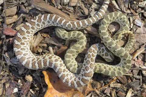 So, Are Hognose Snakes Poisonous?