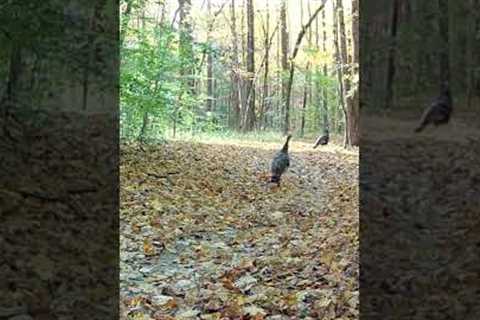 Trail Camera: Two Turkeys!!!