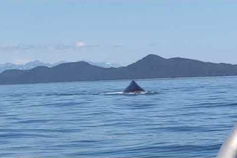 Awesome Humpback Fluke! Alaska Wildlife - Juneau, Alaska