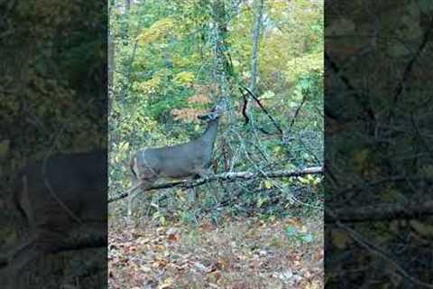 Trail Camera: Deer Snack Time!!!