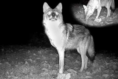 Coyote Rare Sighting Caught on Trail Camera