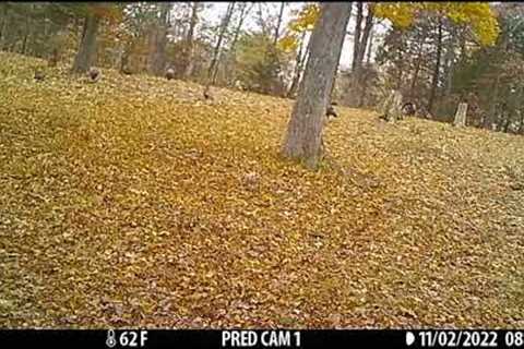 DEER/BUCKS/TURKEYS/BOBCATS/COYOTES Kentucky Trail Camera #nature #wildlife