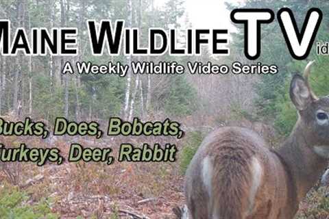 Bucks / Does / Bobcats / Deer / Rabbit / Maine Wildlife Trail Video / Trail Cam