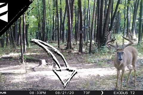 August Trail Camera Tips: Don''''t Miss These DATES!!!