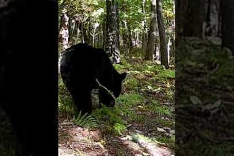 Bear with Tags Chews my Camera! Trail Cam Tuesday #shorts #wildlife