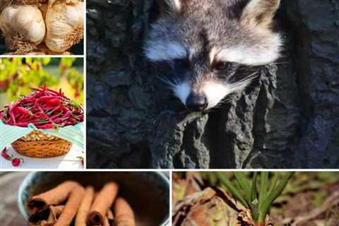 14 Scents That Will Keep Raccoons Away