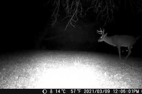 November 20th 2021 Trail Camera Compilation b