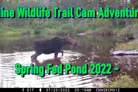 Maine Wildlife Trail Cam Adventures ~  Spring Fed Pond 2022