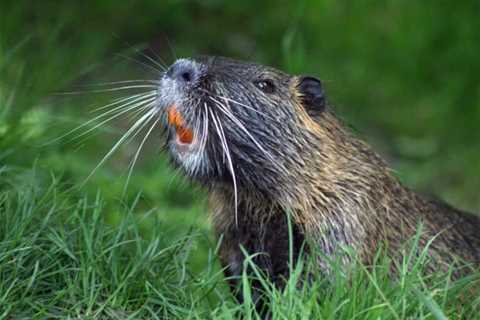 So, Can You Eat Beaver for Survival?