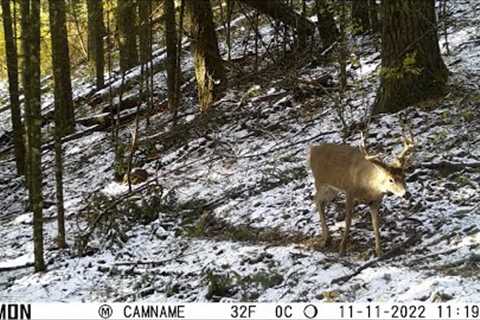 Trail Camera Video December 10, 2022