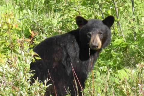 So, Can You Eat Black Bears for Survival?