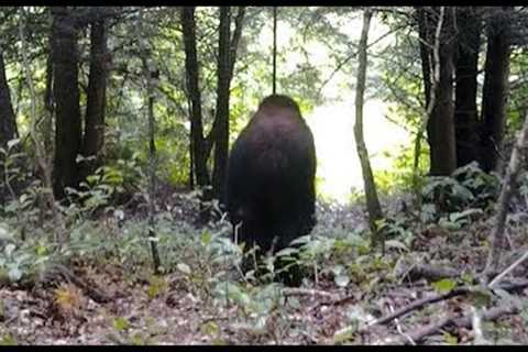LOOK AT WHAT WAS CAUGHT ON TRAIL CAM!! - While Exploring The Woods We Caught This On Video!!