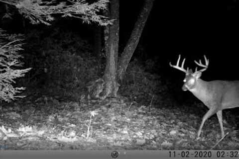 2020 Trail Cam Videos- Bushnell Cam on a Deer Scrape