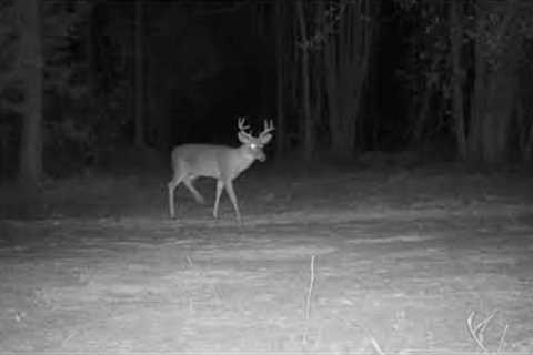 Deer dance on trail cam Reveal Cellular Camera X PRO (R5.0)  #trail #cam #econeighbor #REVEAL