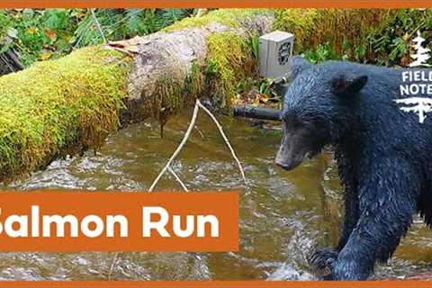 Field Notes: Trail Camera Captures Salmon Run on Vancouver Island