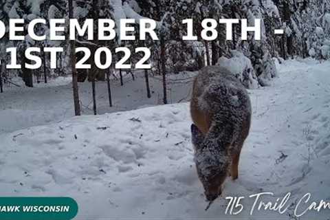 December 18-31 2022 Tomahawk Wisconsin Trail Camera Hightlights