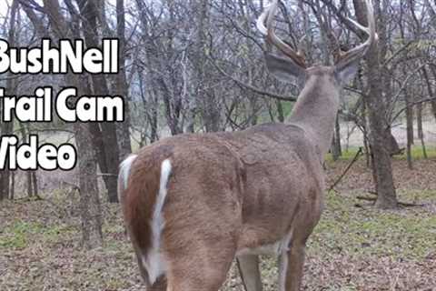 BushNell Trail Cam Video Dec. 15-23, 2022