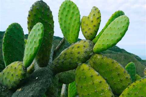 So, Can You Eat Cactus for Survival?