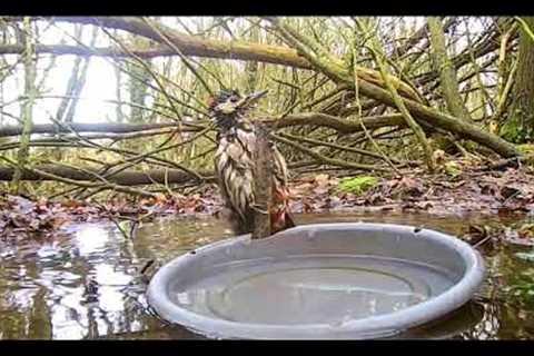 Trail camera #wildlife #nature #uk #birds #newvideo #trailcamera #trailcameras #water