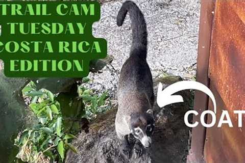 Trail Cam Tuesday: COSTA RICA 4K EDITION!