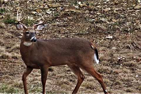 DEER HUNTING RIFLE SEASON PENNSYLVANIA - Extra Footage + BIG BUCK TRAIL CAM PHOTOS - John &..