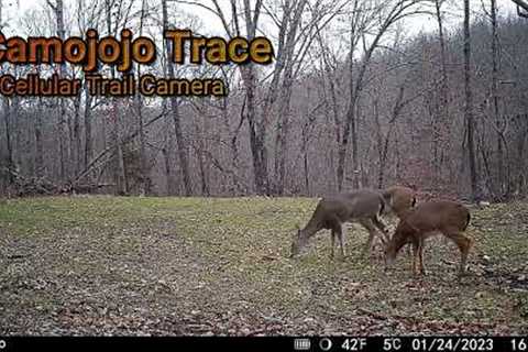 Trail Cam Tuesday - January 31, 2023