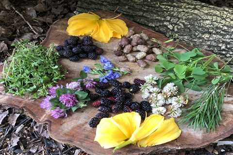 Building Confidence in Your Wild Edible Foraging Skills