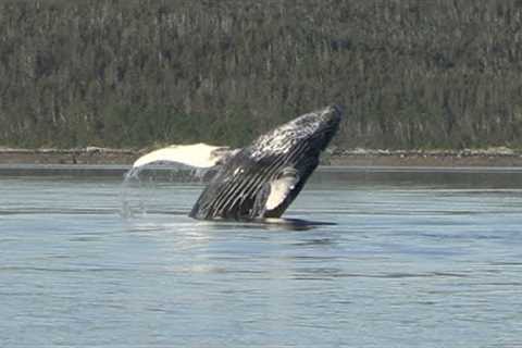 Amazing Whales and Sea Lions in Saginaw Channel!  Juneau, Alaska!
