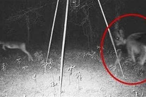 TRAIL CAM CAPTURES MOST STRANGEST THING!