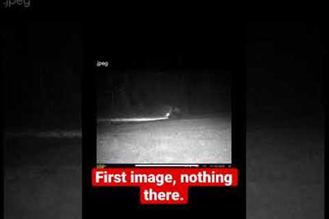 Bigfoot on Trail Camera Hiding in Woods Watching Hunters Ride 4 Wheeler!