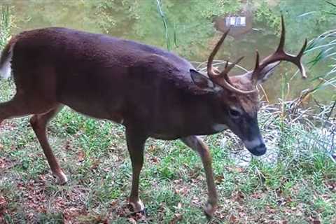 My Best Trail Cam Video Comp Yet!   Relax & Enjoy!