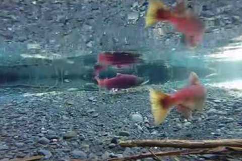 Alaskan Sockeye Salmon On There Beds