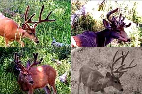 Mule Deer Bucks, June - September 2022, Trail Cam Compilation