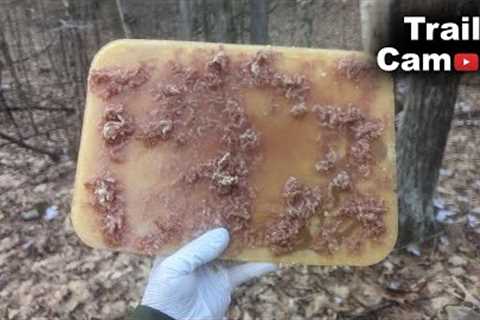 Massive Meat Ice Block Left in the Woods - TRAIL CAMERA