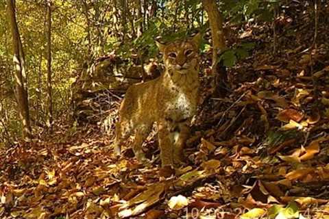 Bobcats, bucks and more Tennessee Wildlife! Trail Camera Videos