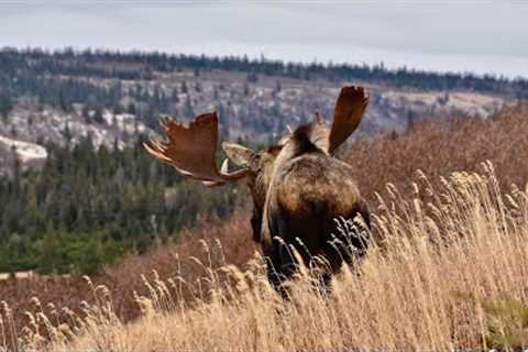 This Bull Moose Needs a Wide Load Sign
