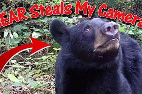 Trail Camera is Missing! Black Bear Took my Cam Away in it''s Mouth: Where and How Did I Find it?